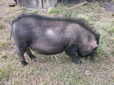 Прикрепленное изображение: P4011135.JPG